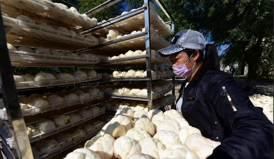 近日黑龍江猴頭菇大量收成，熱泵烘干機(jī)在當(dāng)中起多大作用？